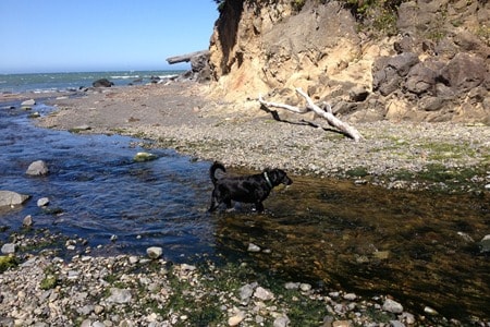 Dog exploring the rocky beach near Sea Escape