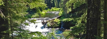 Forest stream with waterfall in the redwoods