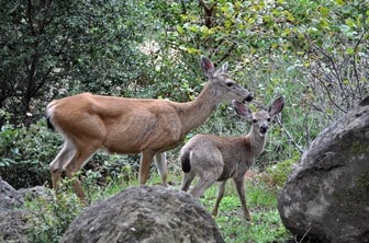 Deer and fawn in the natural surroundings near Smith River