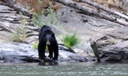 Black bear by the river in Northern California wilderness