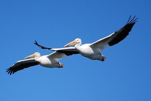 Pelicans in flight over the Pacific coast