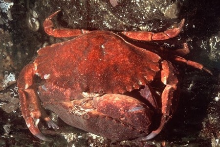 Fresh Pacific seafood — halibut, shellfish, and mussels