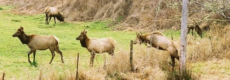 Roosevelt elk herd grazing near Smith River, California