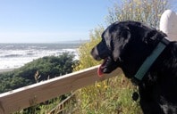 Black lab overlooking the Pacific Ocean from the coastal bluff