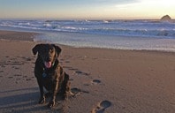 Happy black lab on the beach at sunset near Sea Escape